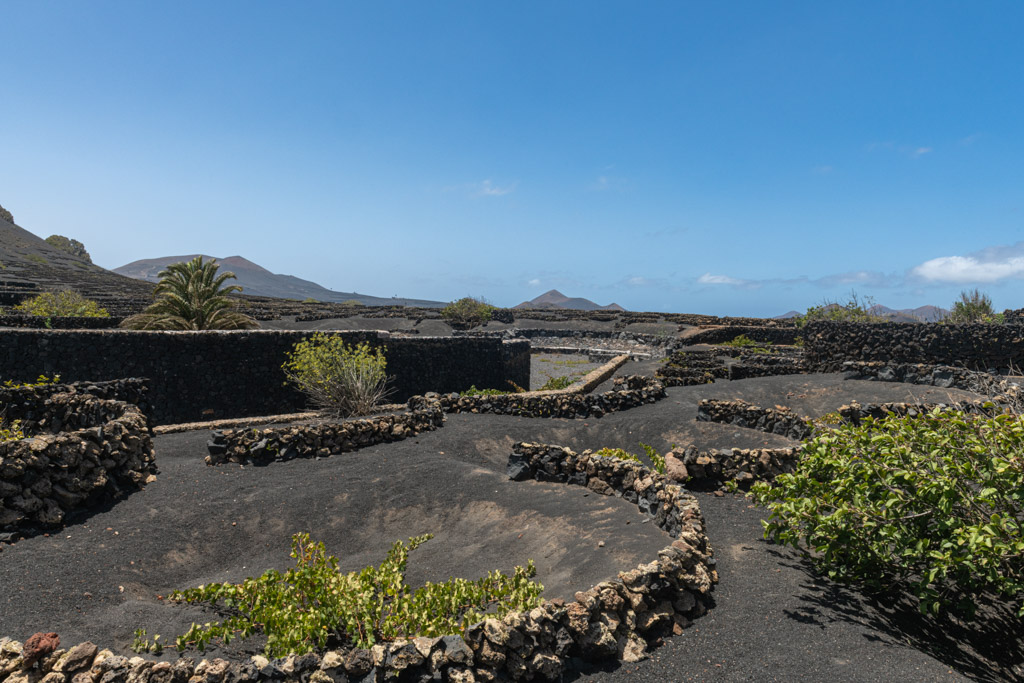 Enoturismo en Lanzarote