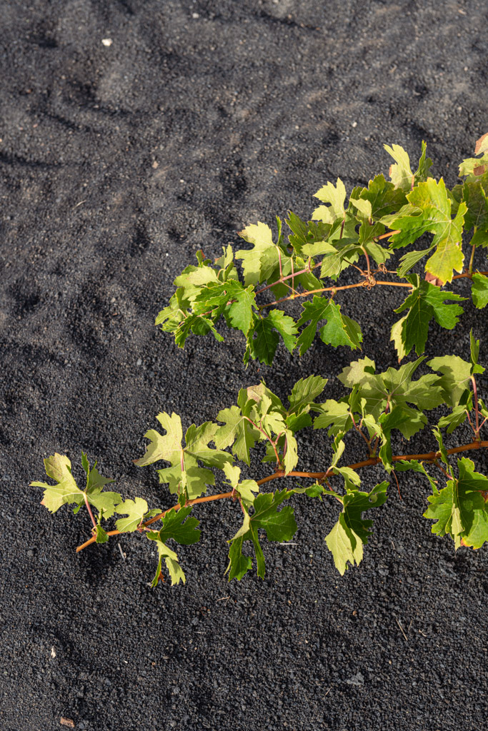 Enoturismo en Lanzarote