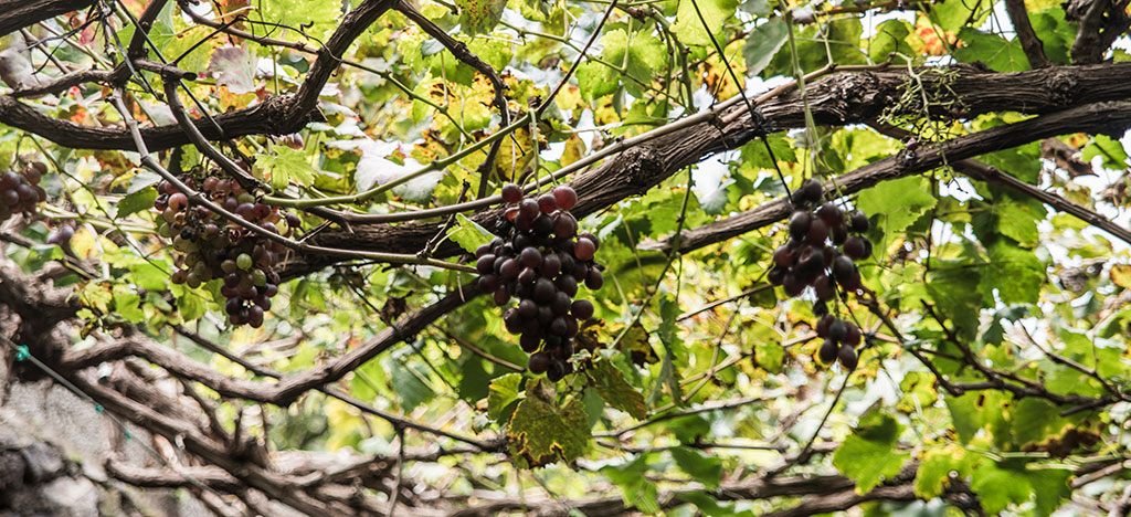 Bodega Los Berrazales Gran Canaria