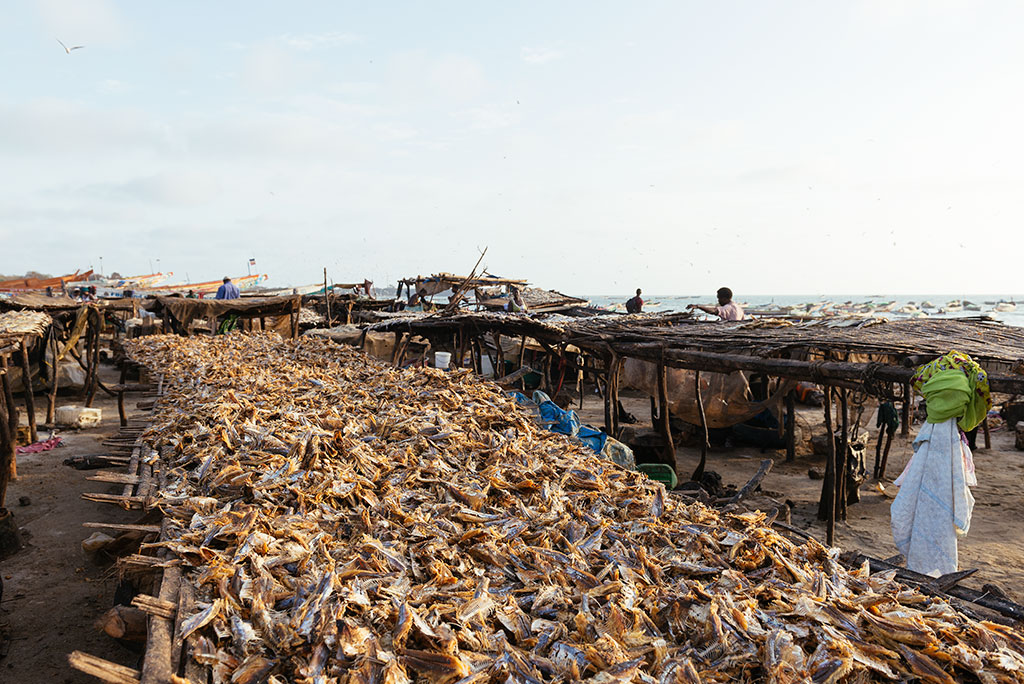 Secadero de pescado en la playa de Tanji, Gambia