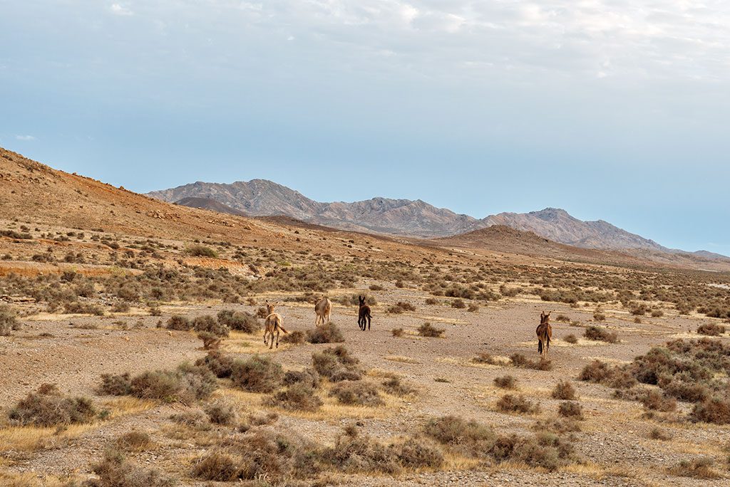 Viajar a Cabo Verde: Boavista