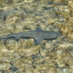 Shark Bay, Isla de Sal