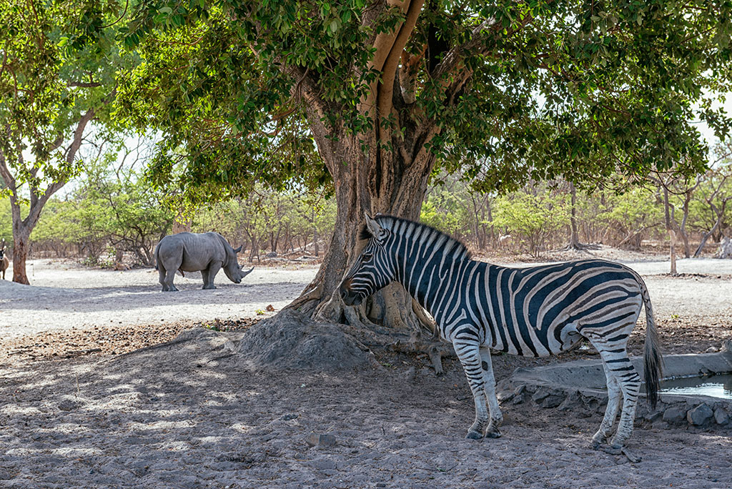 Cebra a la sombra de un árbol en la reserva de vida salvaje de Fathala, senegal