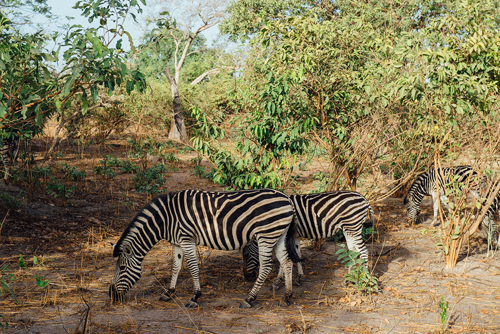 Tres cebras pastando en la reserva de vida salvaje de Fathala, Senegal