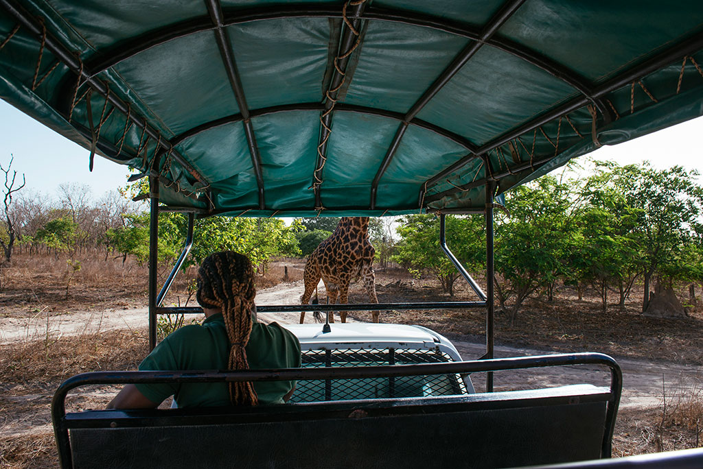 Coche de la reserva de vida salvaje de Fathala, con jirafa