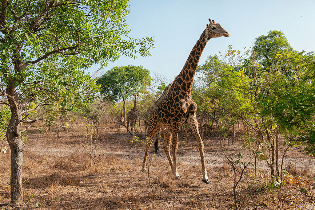 Jirafa corriendo en la reserva de vida salvaje de Fathala, Senegal