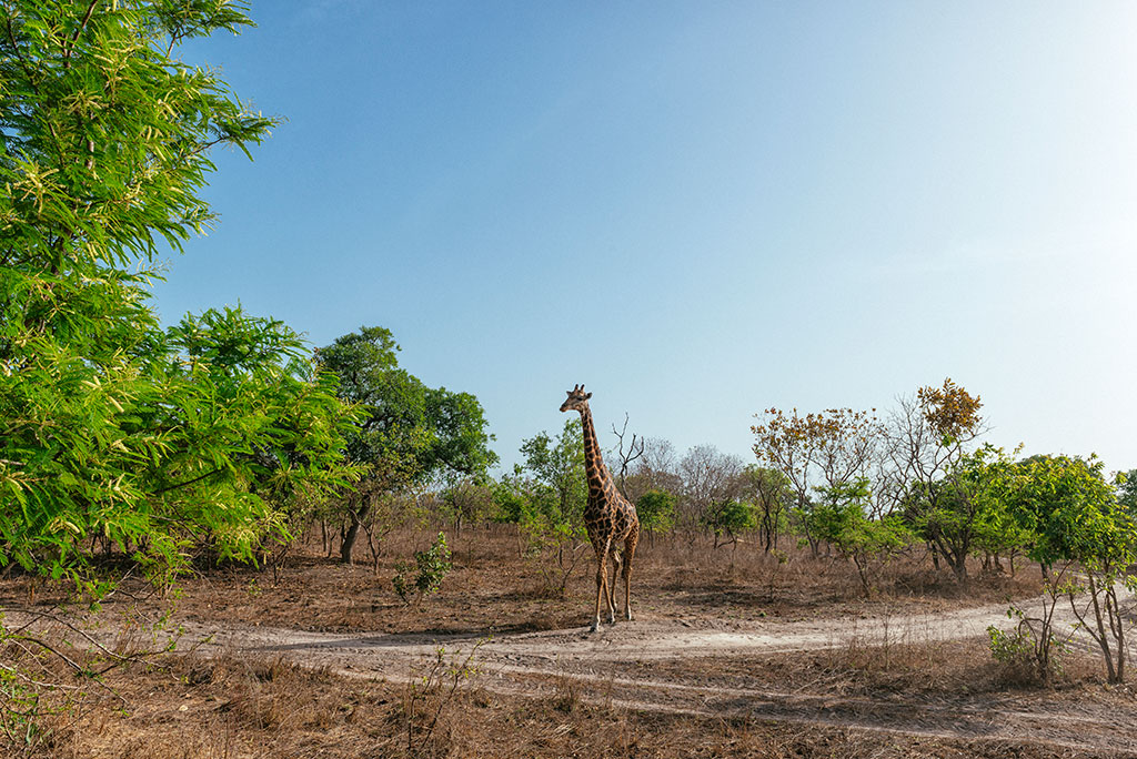 Jirafa en reserva de vida salvaje de Fathala, Senegal