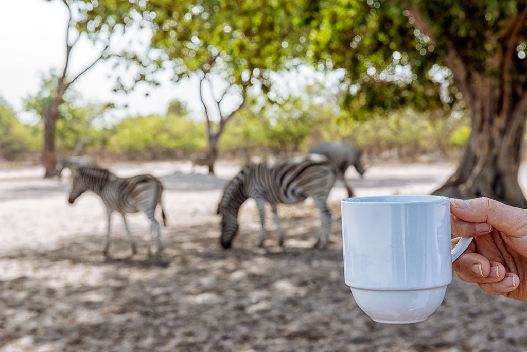 Café con vistas a las cebras en la reserva de vida salvaje de Fathala