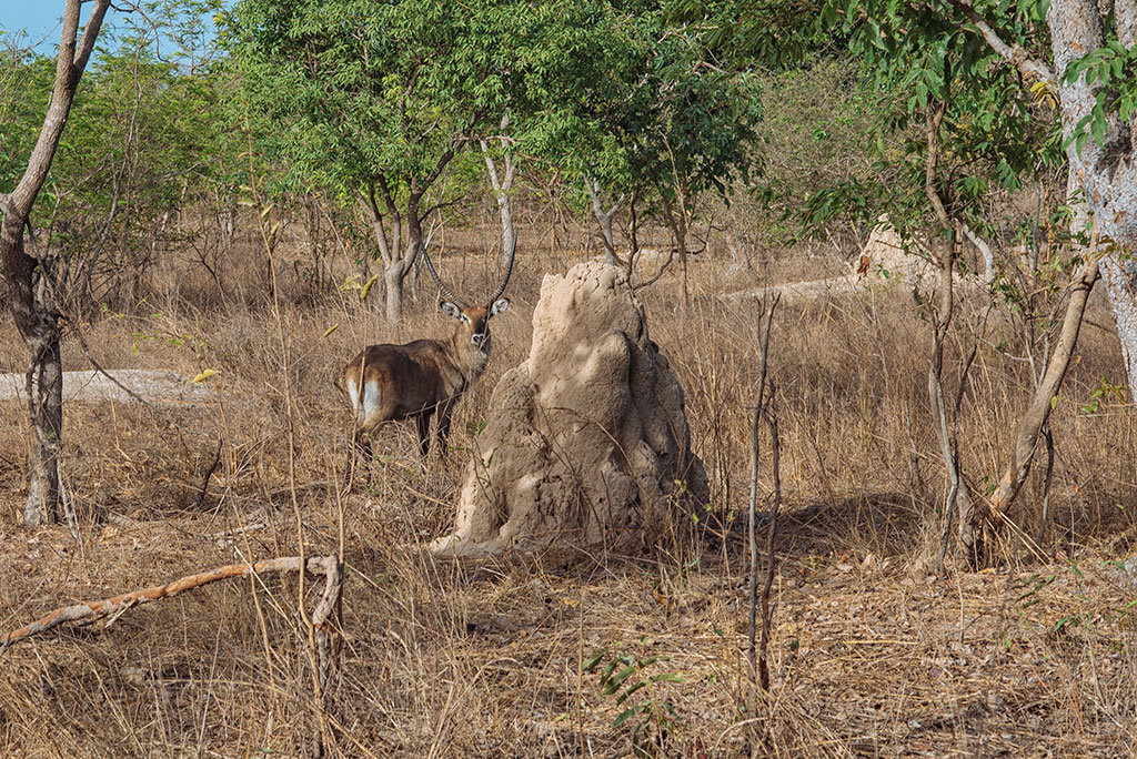 Antílope junto a termitero en la reserva de vida salvaje de Fathala, Senegal