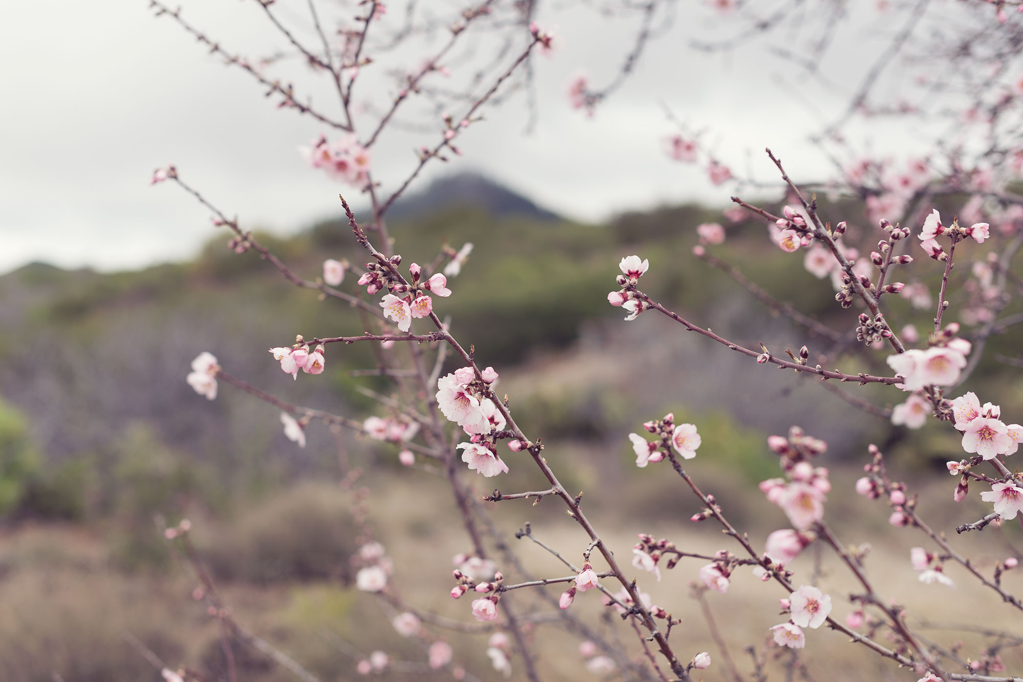 ramas de almendros en flor