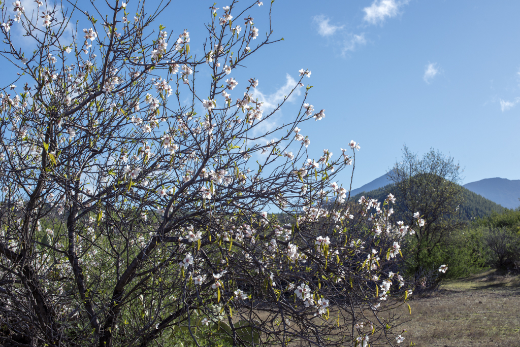 Almendro en flor con Teide