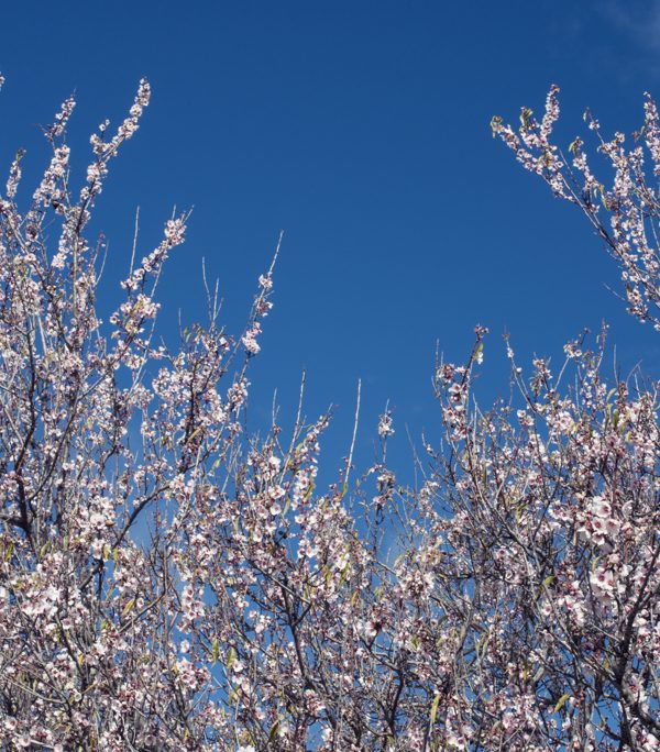 Almendros en flor en el Valle de Arriba