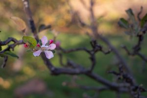 Almendro floreciendo