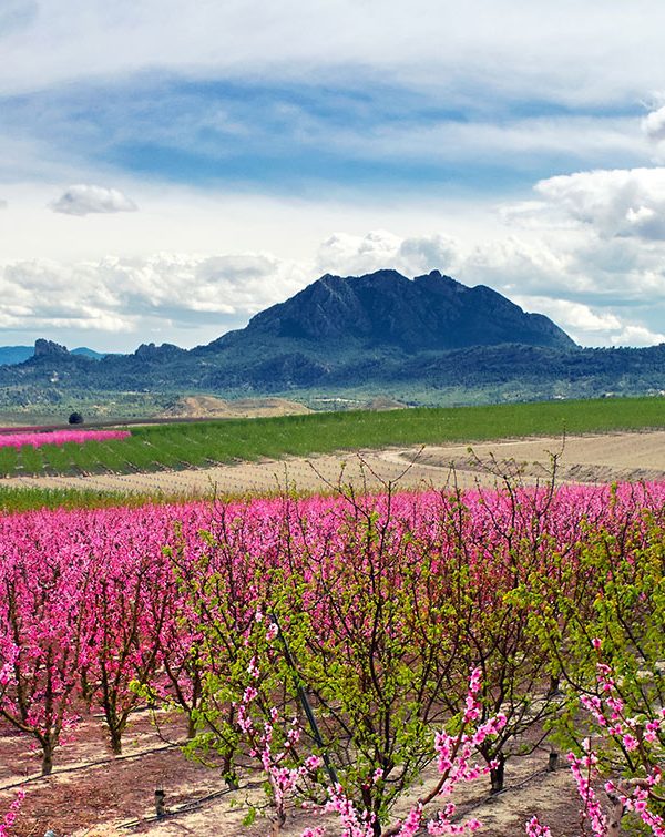 Floración en cieza