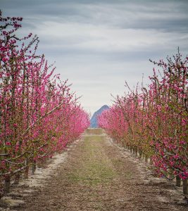 Floración de cieza