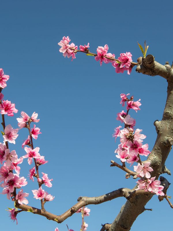 Cieza en flor