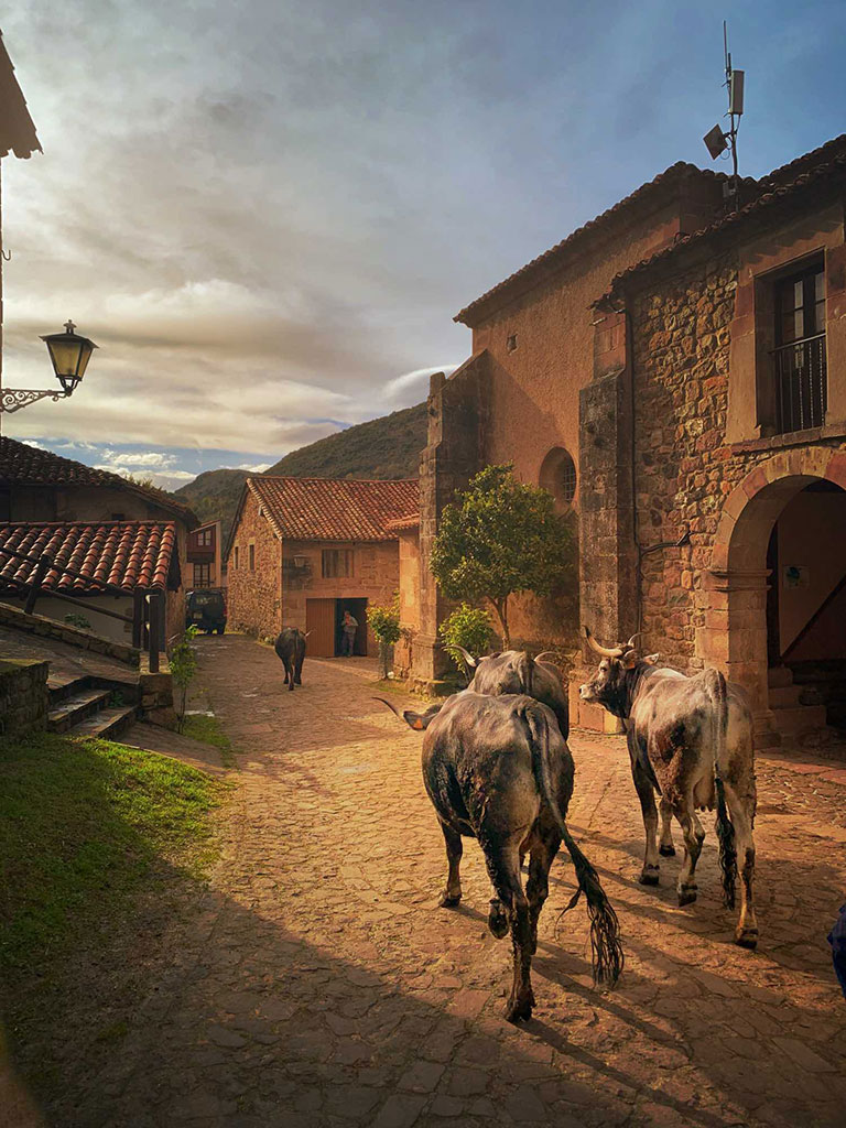 Vaca tudanca en Carmona