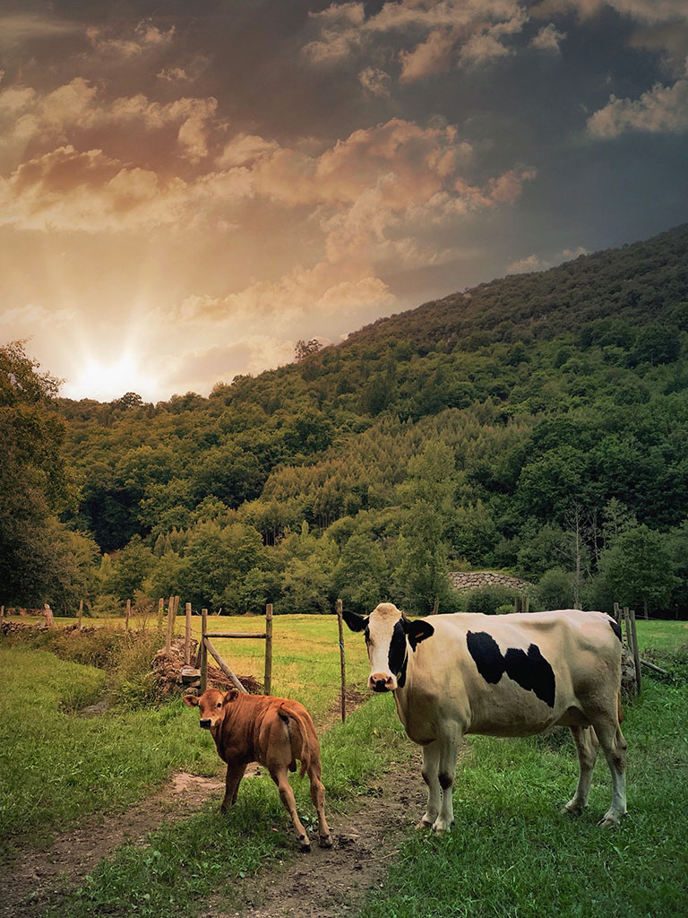 Vacas en Carmona