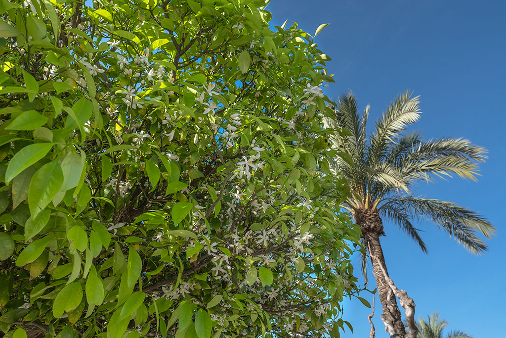 Naranjo en flor en Murcia