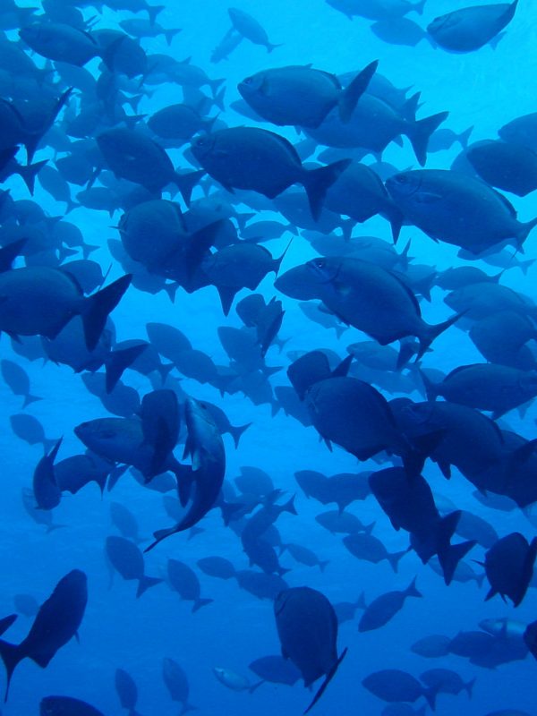 Peces buceo en El Hierro