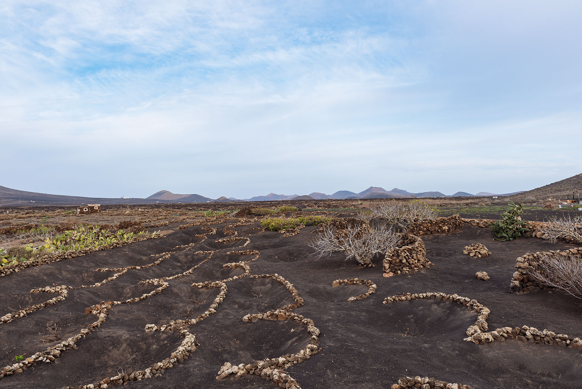 Vinos de Lanzarote paisaje de La geria