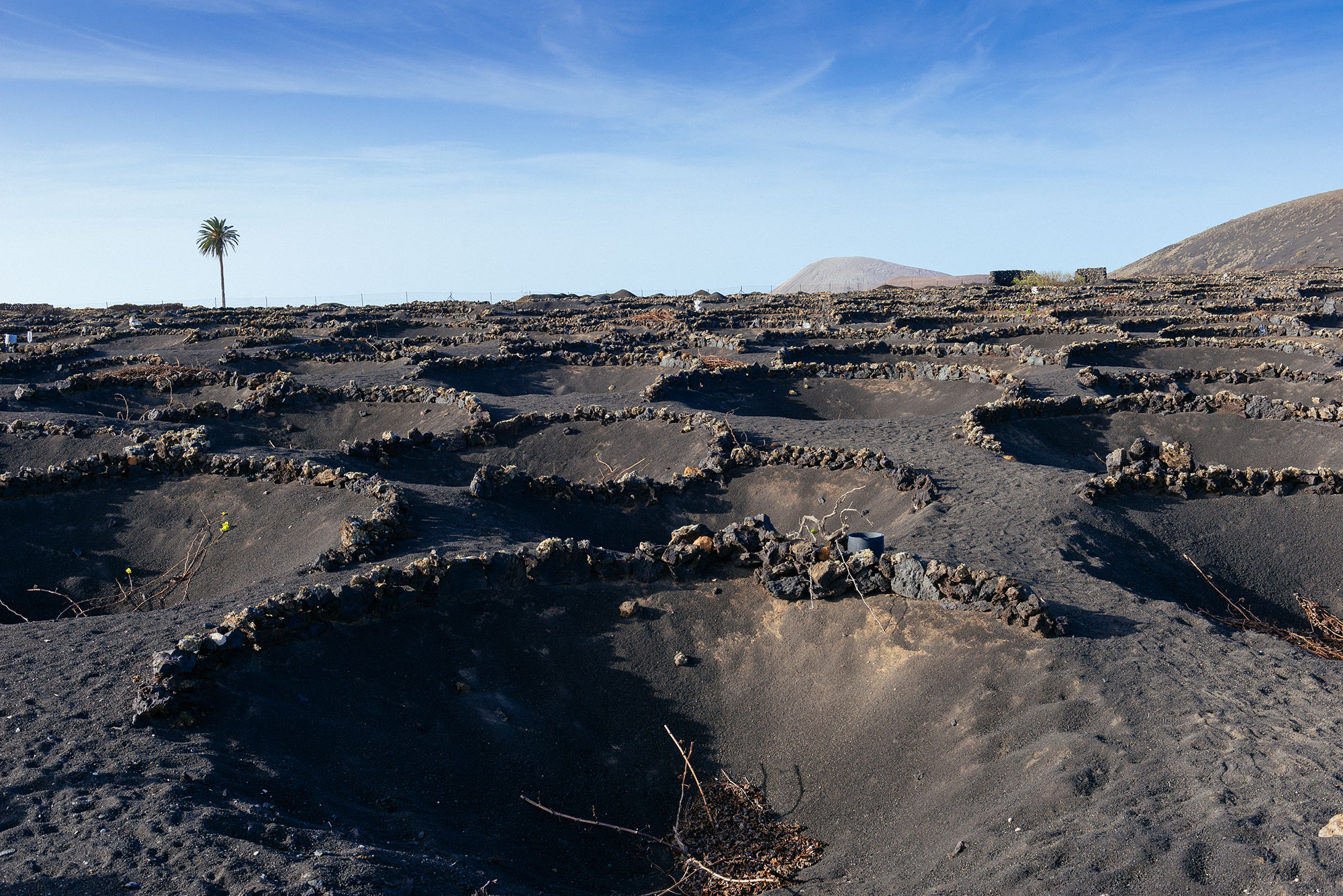 Vinos de Lanzarote La Geria