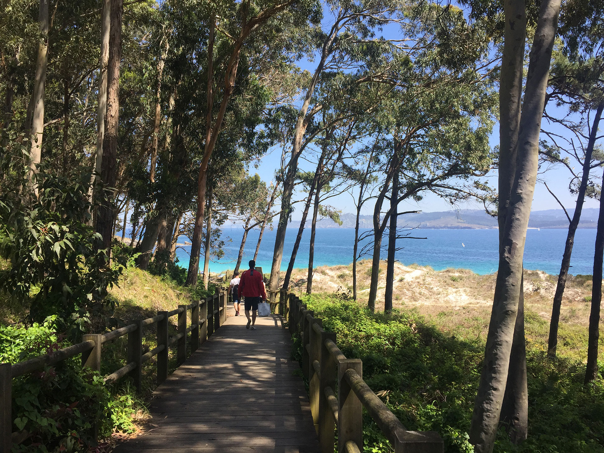 Paseo entre árboles en Islas Cíes