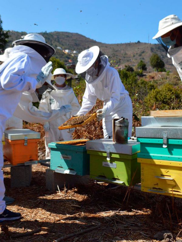 La abejera de la Ecoalpispa