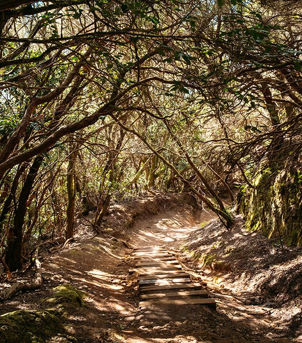 Camino de las montañas