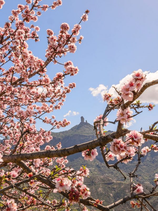 Tejeda almendros en flor