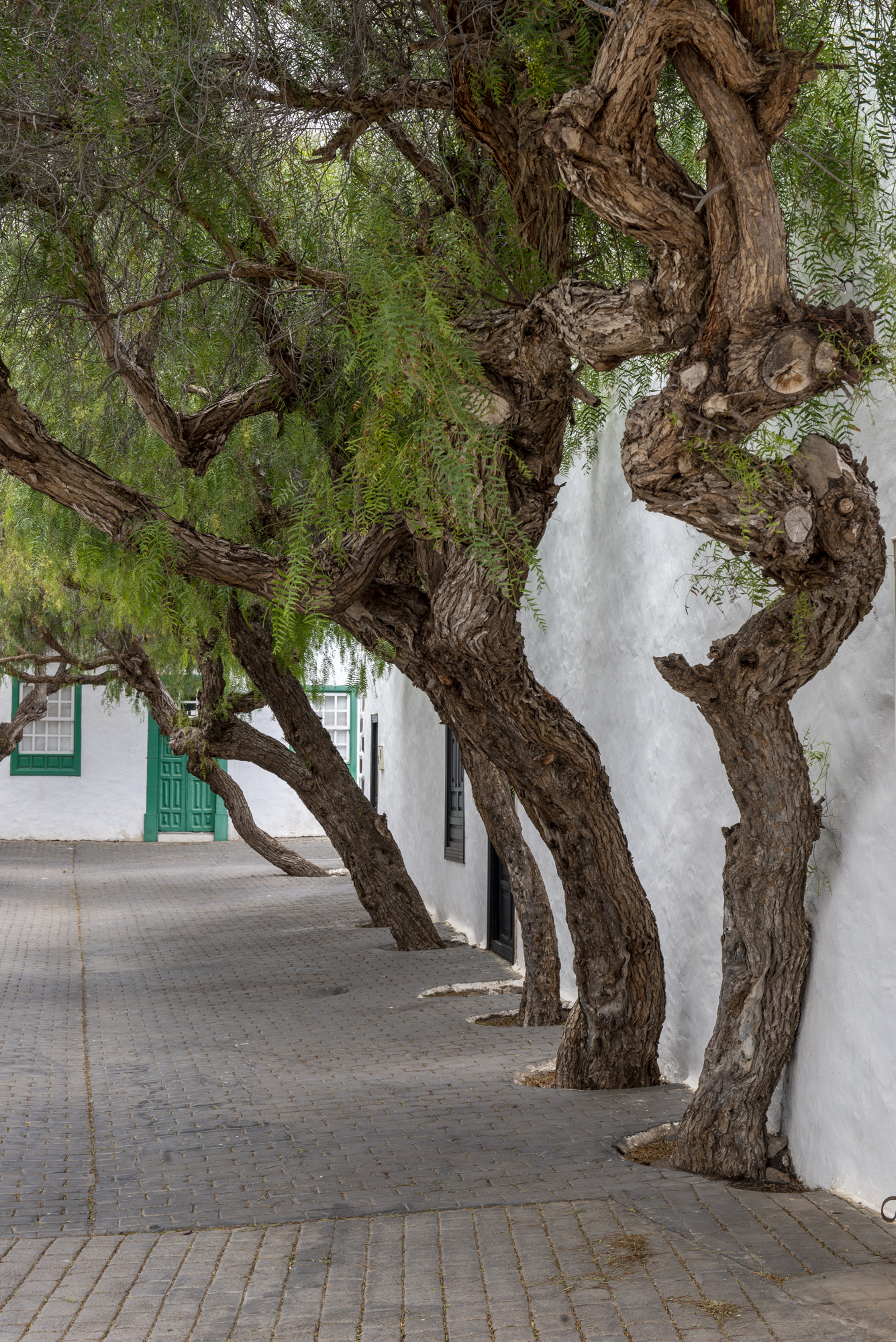 Árboles en las calles de Teguise en Lanzarote