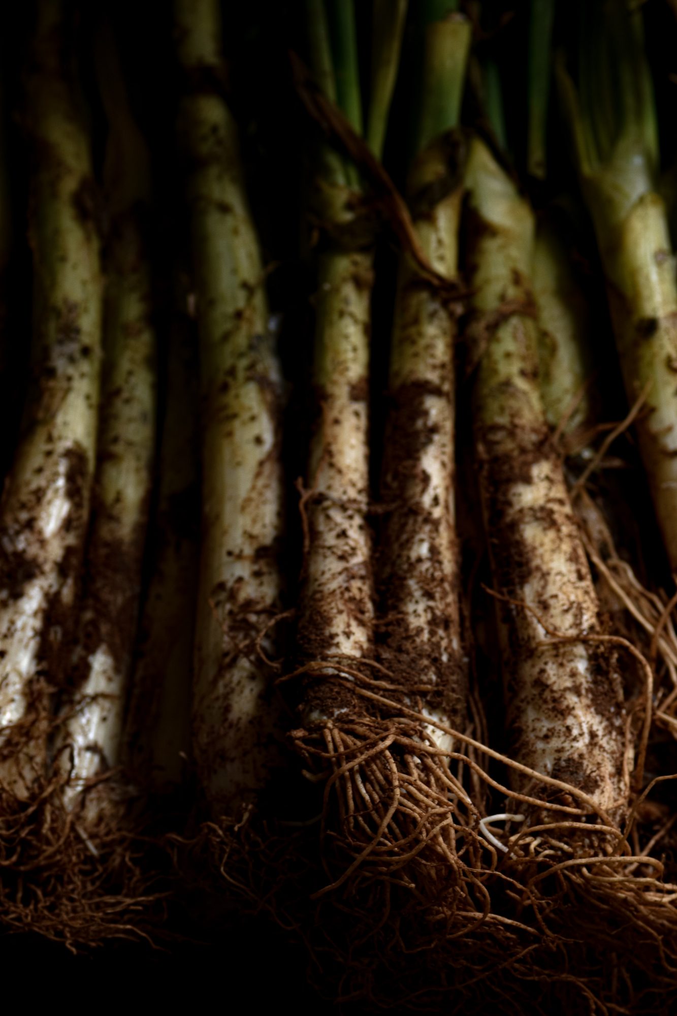 Calçots. Gastronomía de Tarragona
