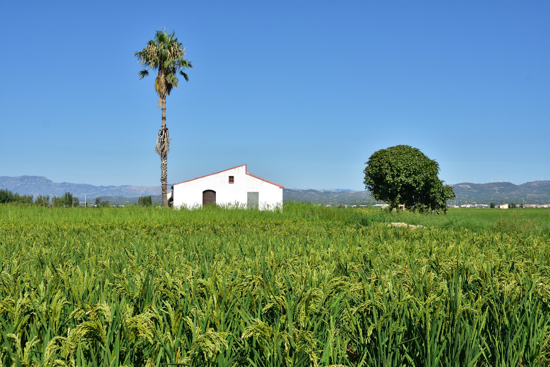 Delta del Ebro. Gastronomía Tarragona