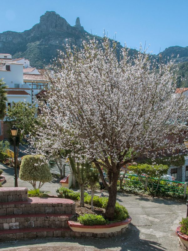 Almendros en flor en Tejeda