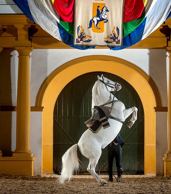 Como bailan los caballos andaluces