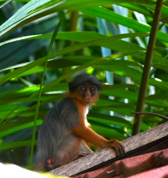 Ecoturismo en Senegal y Gambia