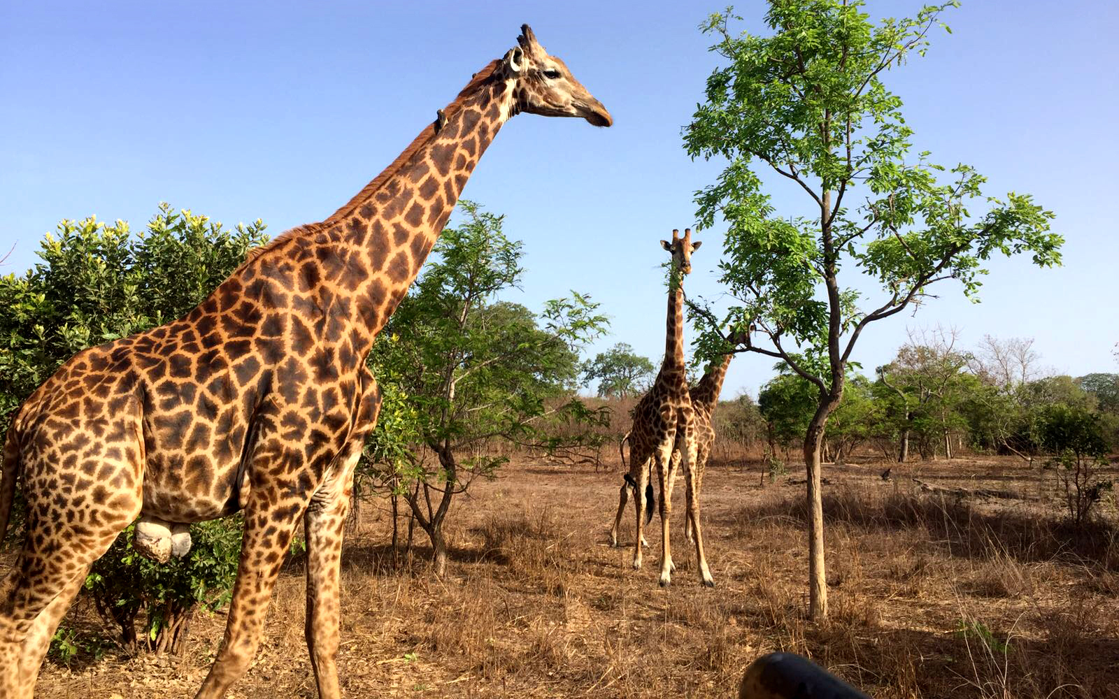 Jirafas en la sabana de Senegal durante un safari en la Reserva de Bandia