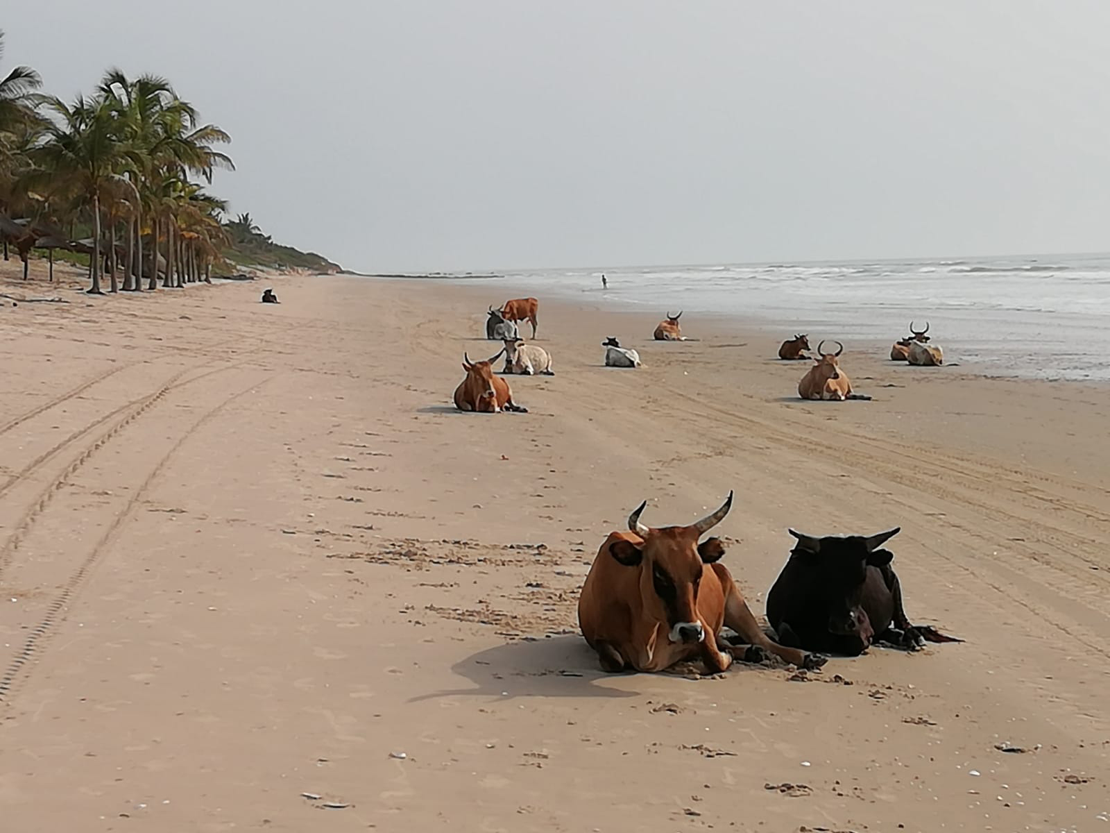 Playa salvaje de Cap Skirring en Casamance con palmeras y paisaje atlántico
