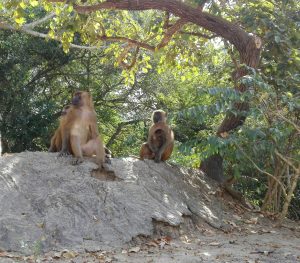 Monos en entorno natural tropical en el sur de Senegal cerca de la región de Casamance